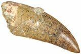 Serrated Carcharodontosaurus Tooth - Composite Tip #322017-1